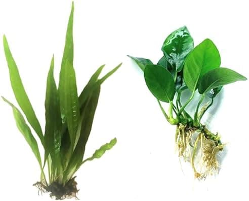Java Fern and Anubias Aquarium Plant Bundle - Live Freshwater Plants for Aquascaping, Low…