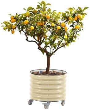 Rolling Metal Citrus Tree Planter Gen 2, Self-Watering Round Large Pot for Growing Trees Tomatoes Outdoor Plants and Flowers…