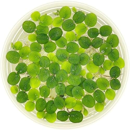 Water Spangle, Salvinia Minima, Live Aquarium/Aquatic/Freshwater/Floating/Pond Plant/Planted Tank/Aquascaping/Paludarium by…